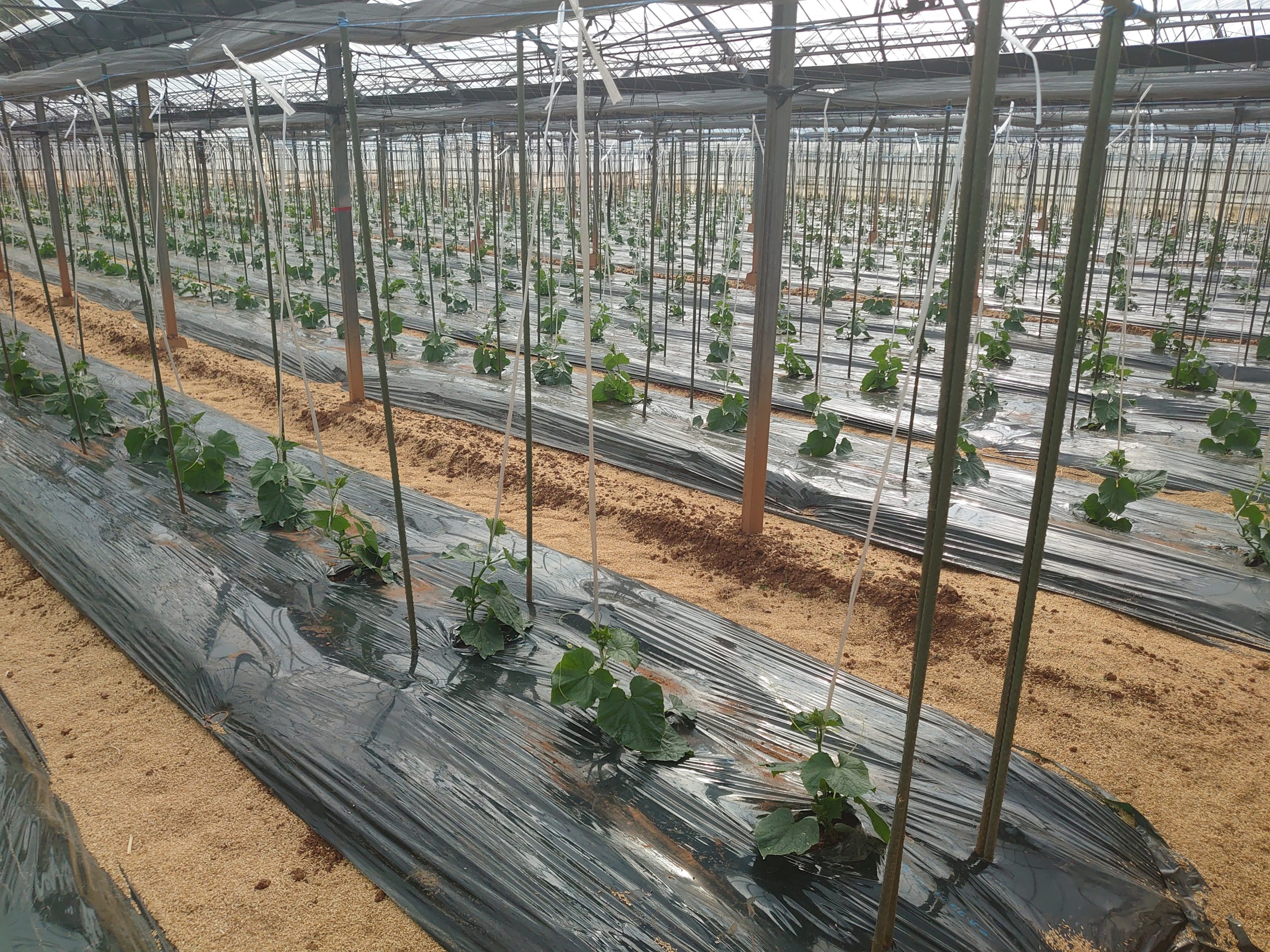 はだ農園のきゅうり成長期～つり上げ編～