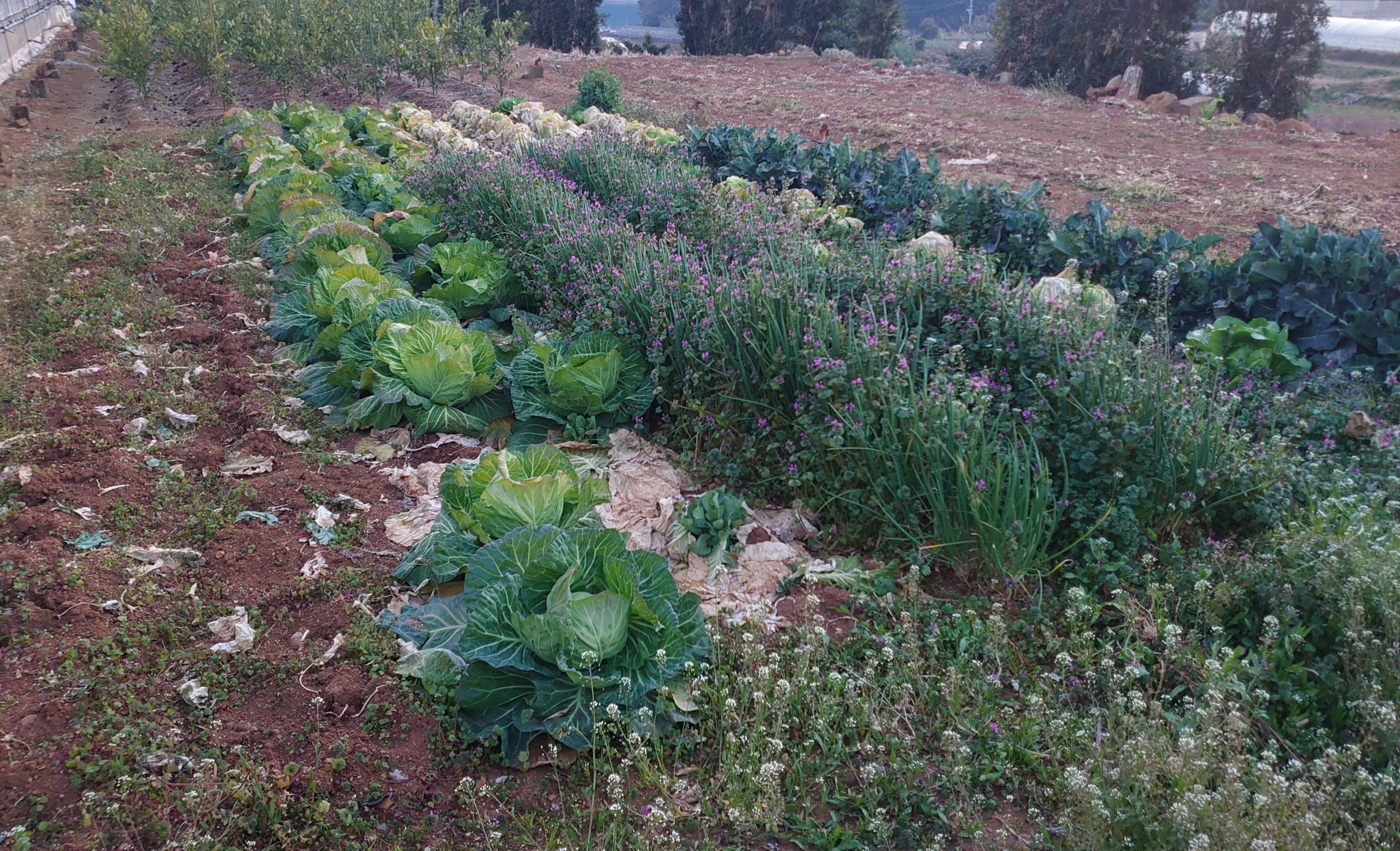 家庭菜園を始めてみよう