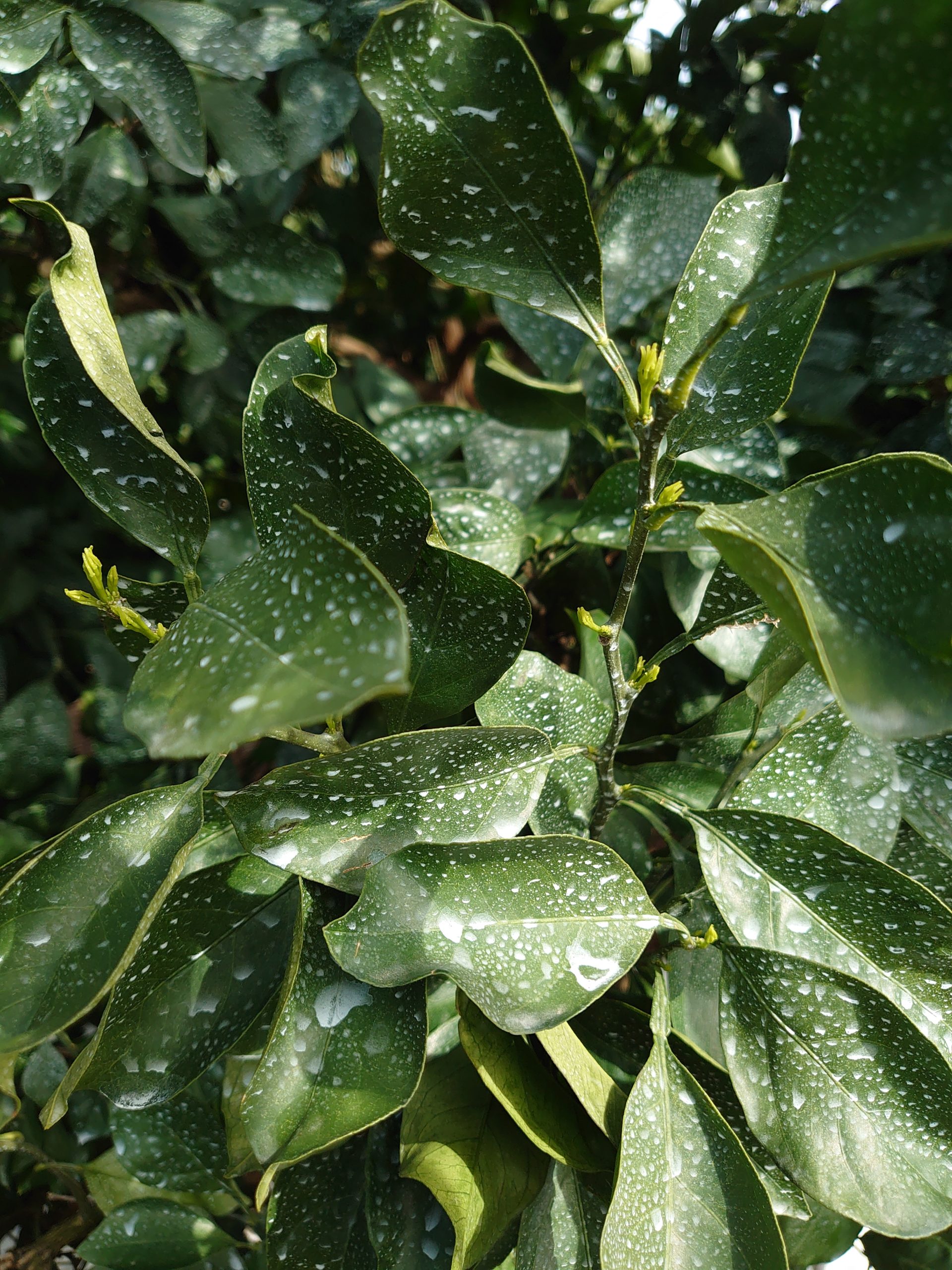 単一栽培と複合栽培のそれぞれの特徴　～自分なりの農業経営をしよう～