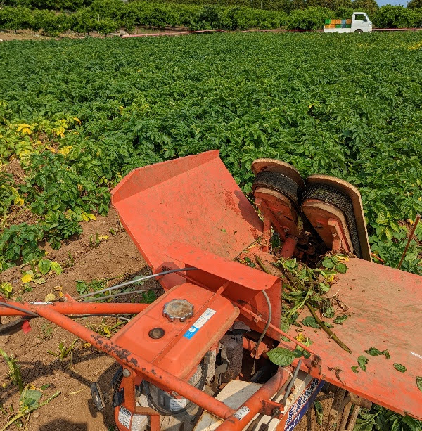 待ちに待った春じゃが収穫　～大豊作スペシャル！！～